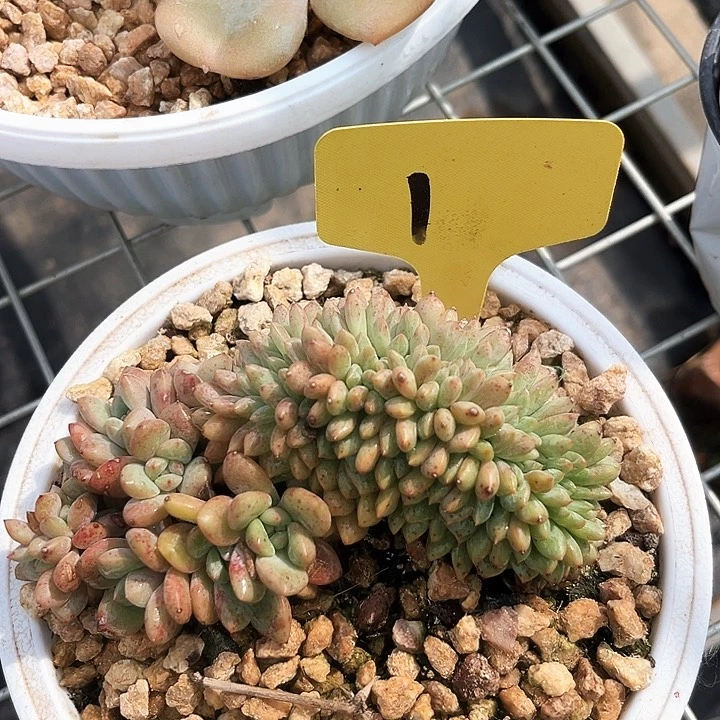 爱丽尔缀化1号码牌子的话
