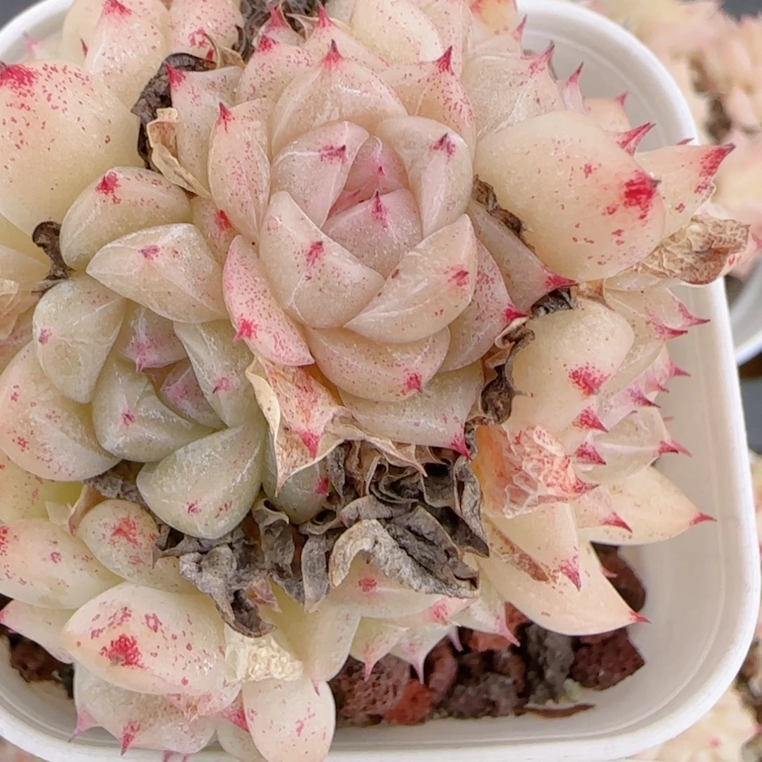 J***花语多肉1212-219散