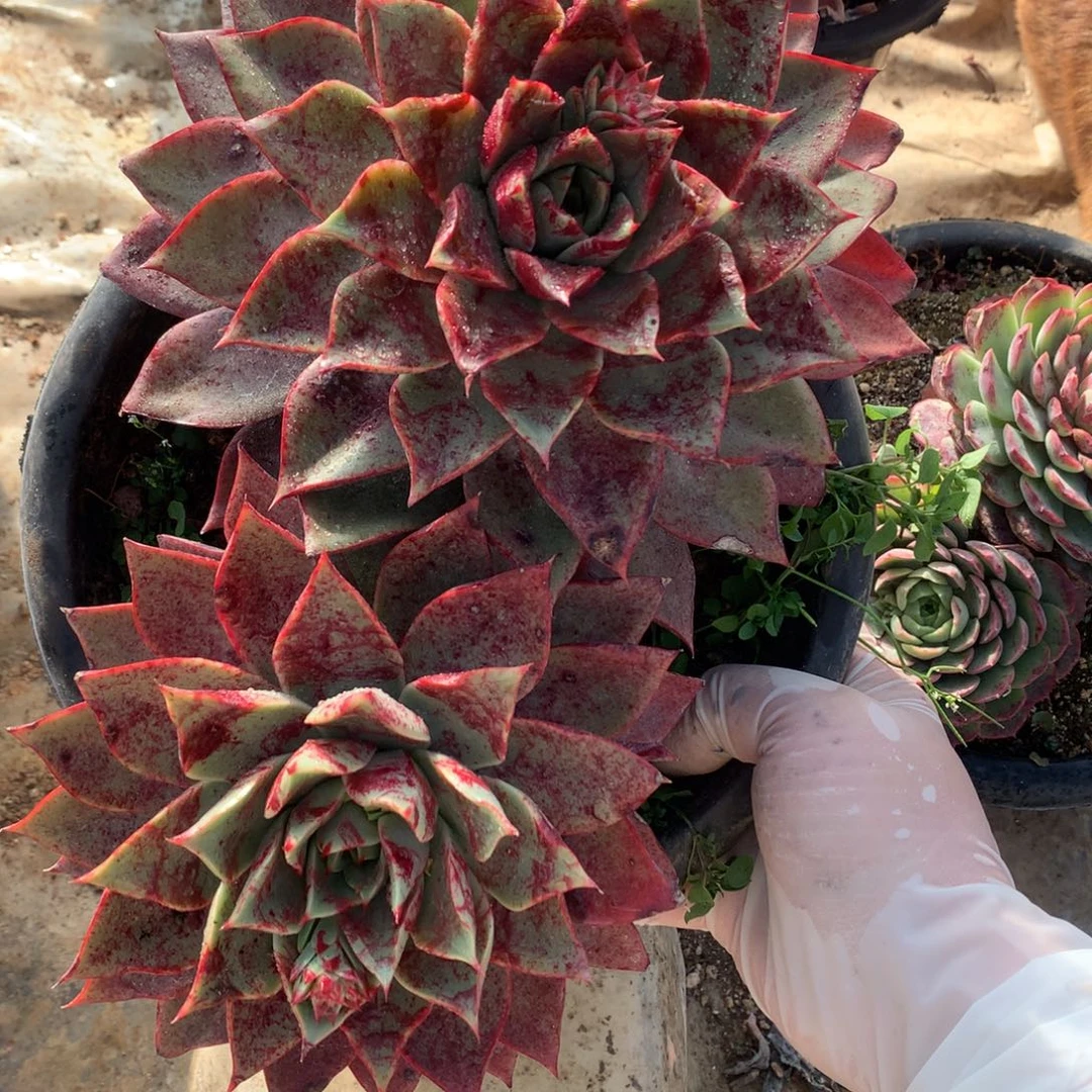 斗牛士多肉一物一拍