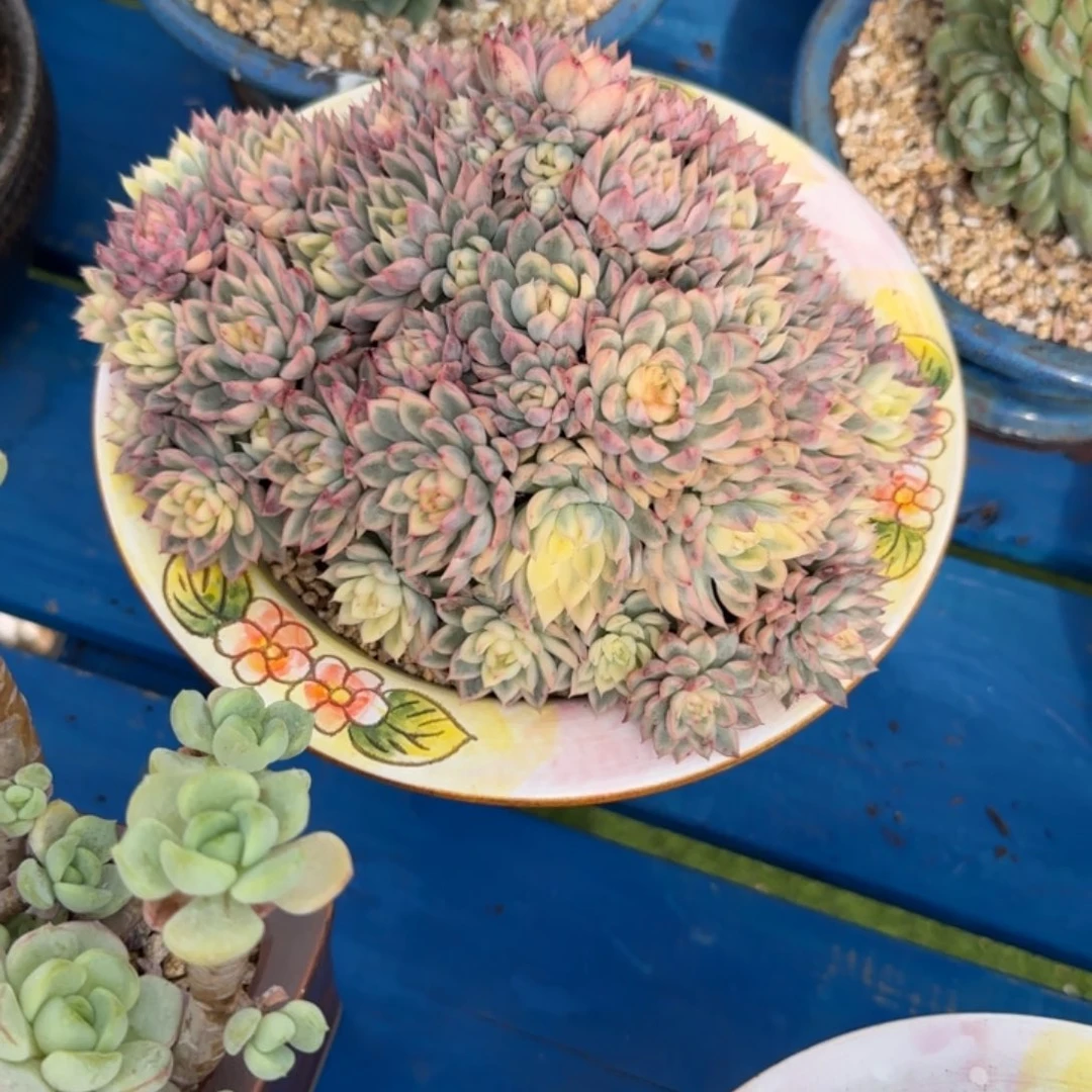 地方环境吵吵闹闹就快99