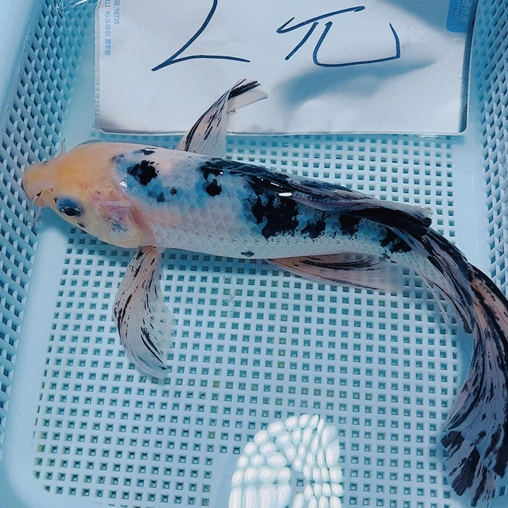 海水鱼锦鲤观赏鱼197