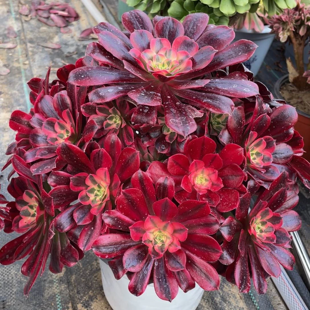 浮*797美杜莎大捧花精品法师多肉