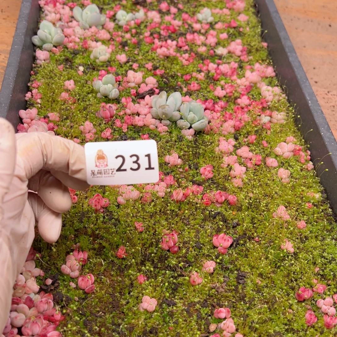 能****要多肉植物多肉植物