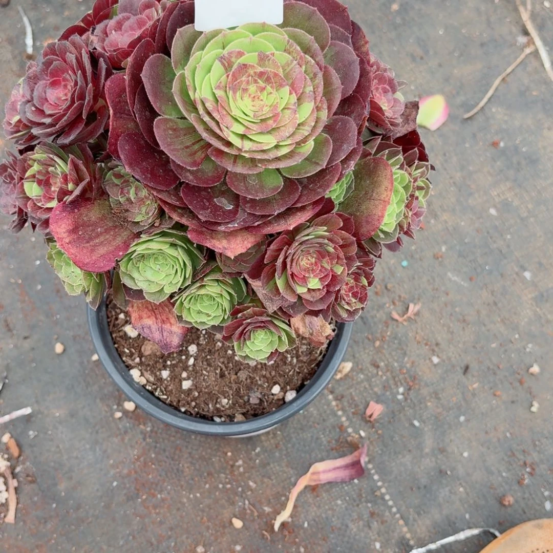 31法师锦多肉115花月夜