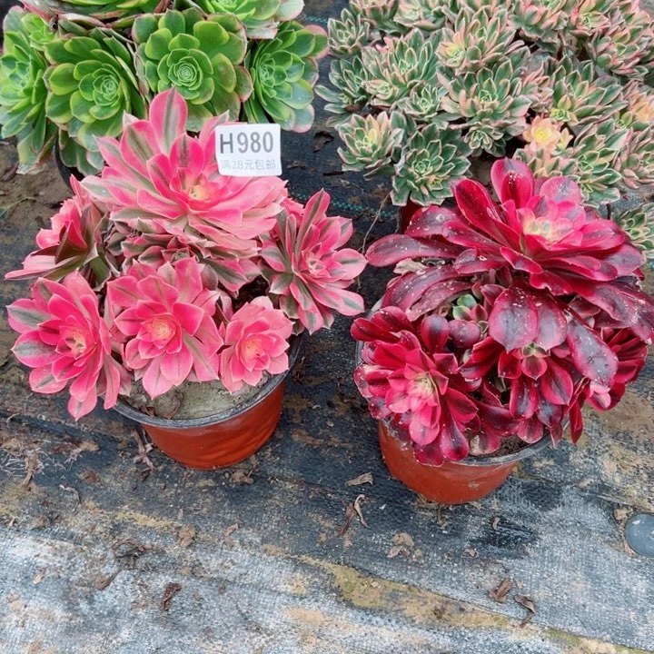 980号4颗多肉植物