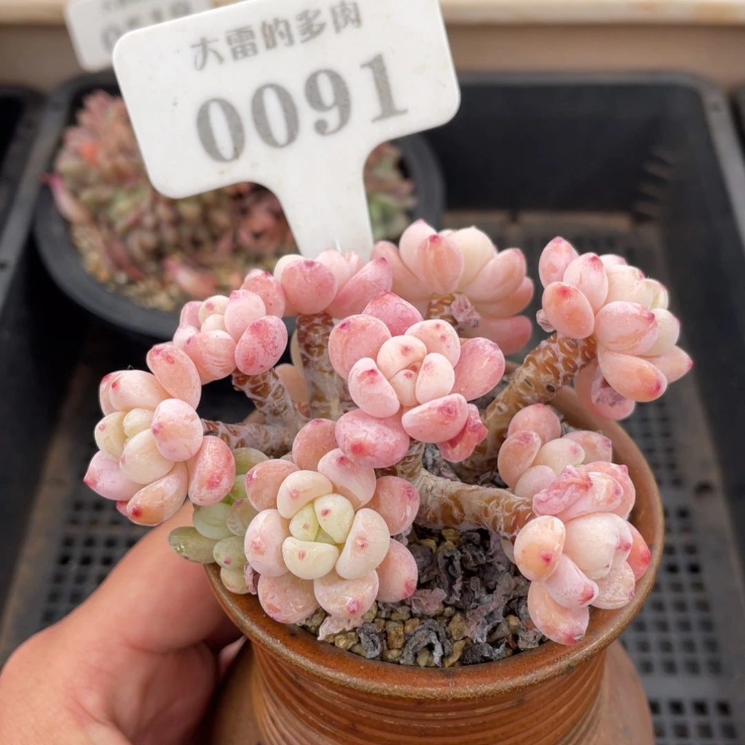 0091罗琦不带盆9厘米