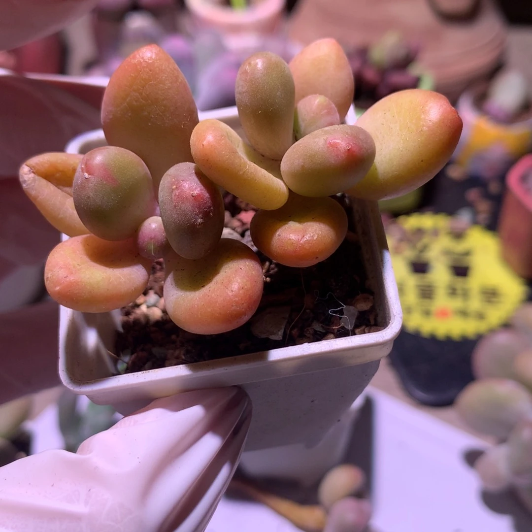 奶酪多肉 黄金奶酪多肉