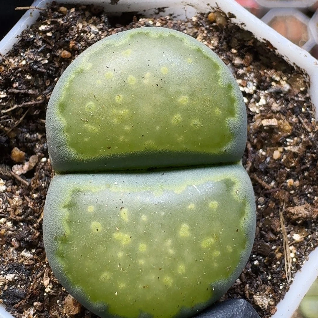 ****火生石花1111112。 361
