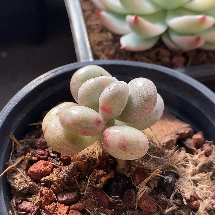 油煎丸子带锦多肉