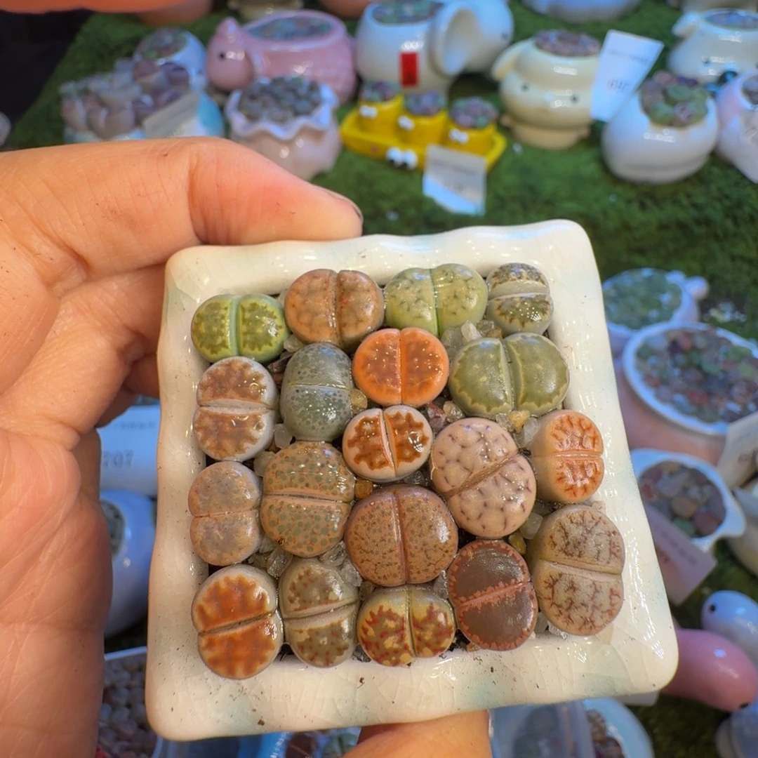 旭***^多肉植物福利冲738