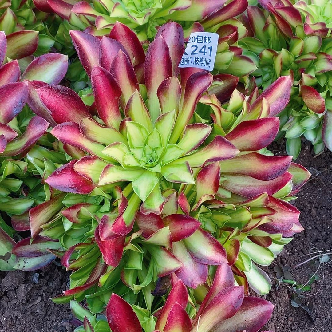 241韶华多肉法师锦量拍