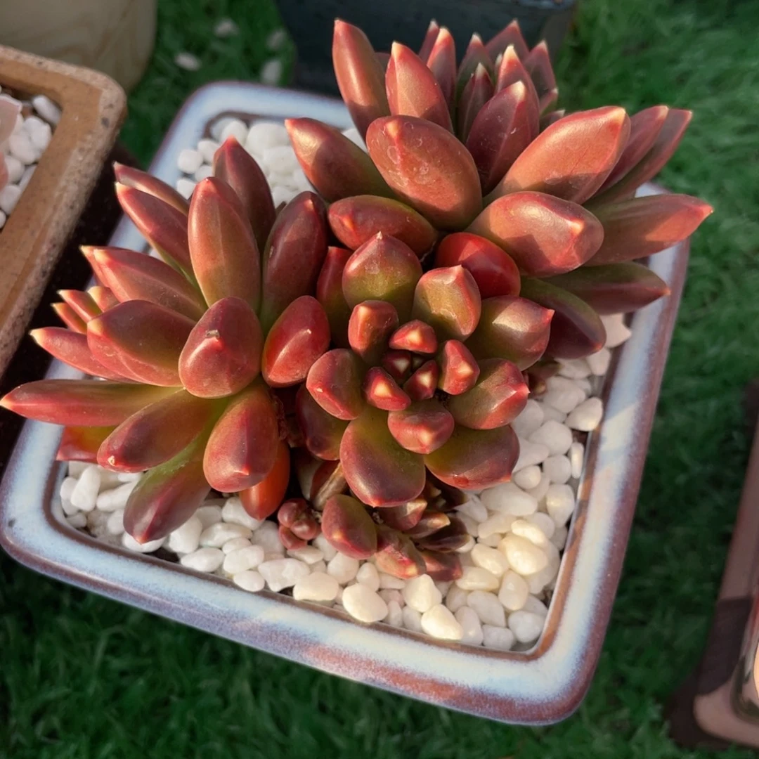 多肉植物盆栽多肉