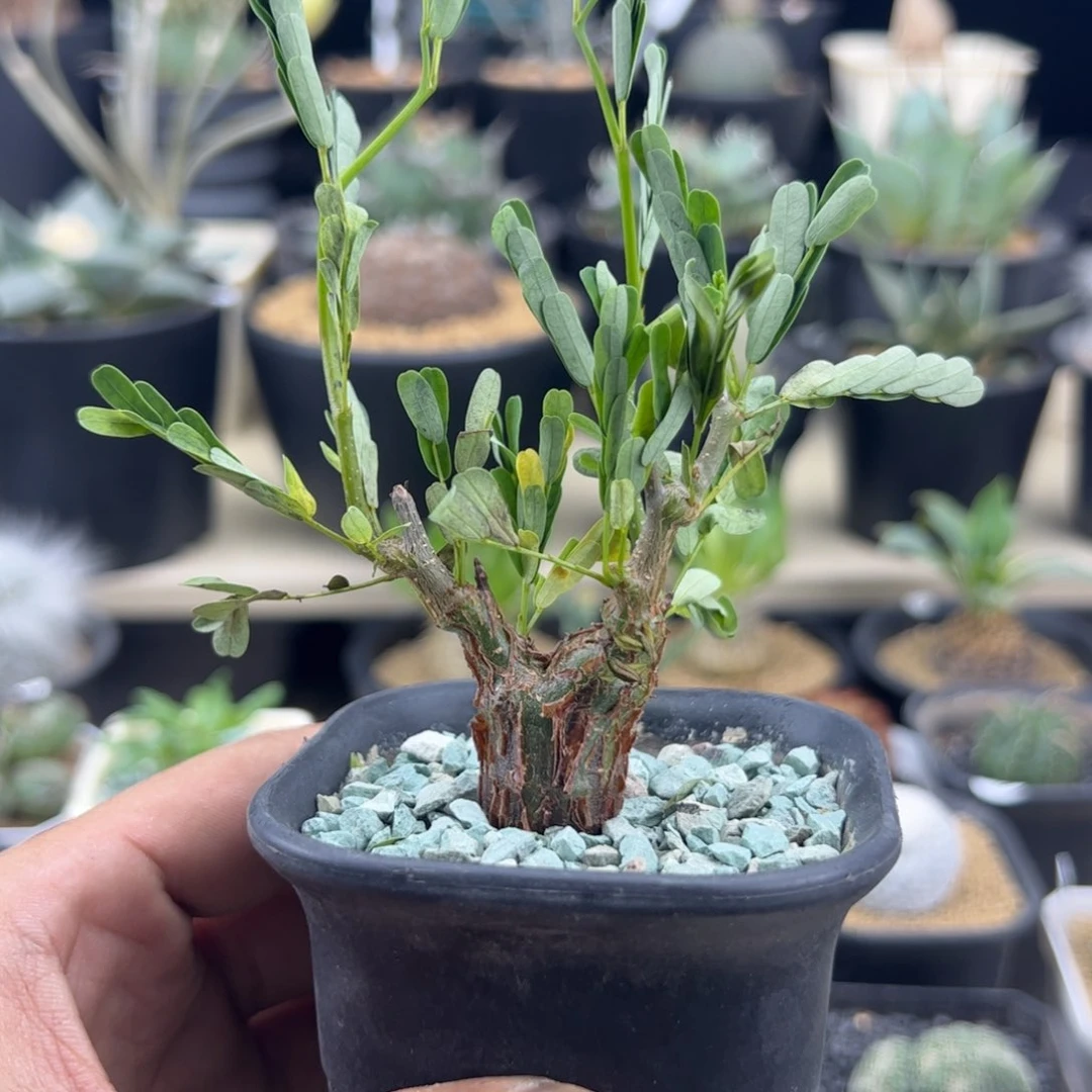 沙漠苏木一物一拍默认脱土发