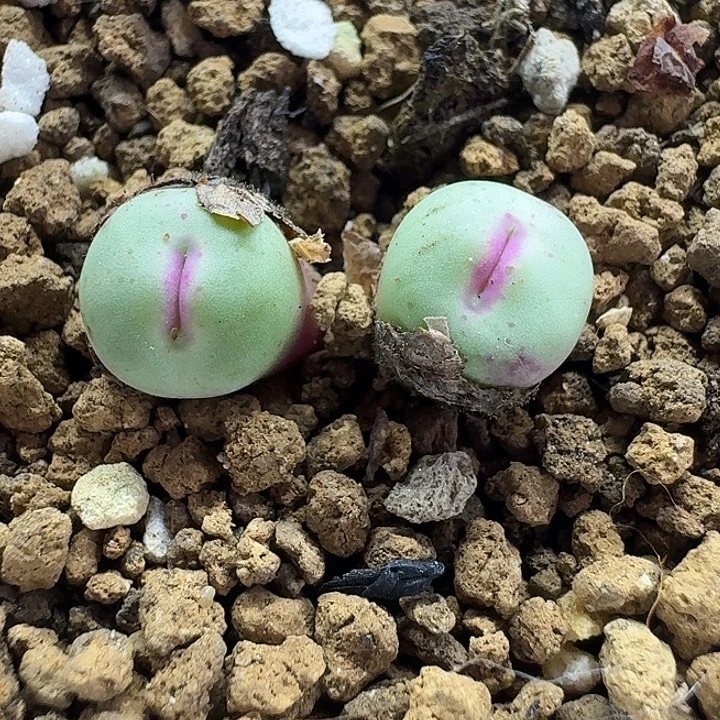 老马生石花p嘴2925