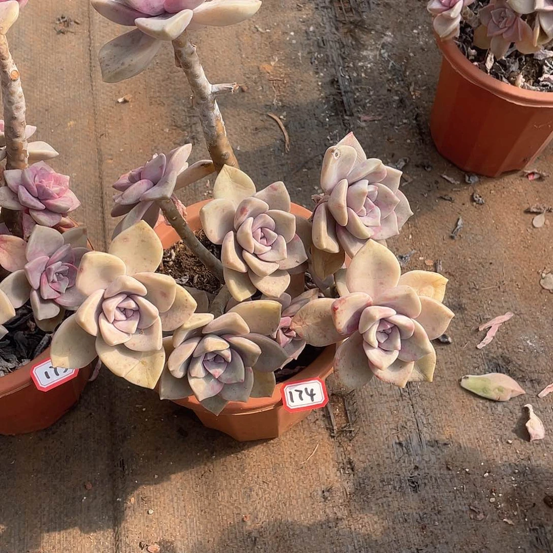 174紫乐 一物一拍多肉