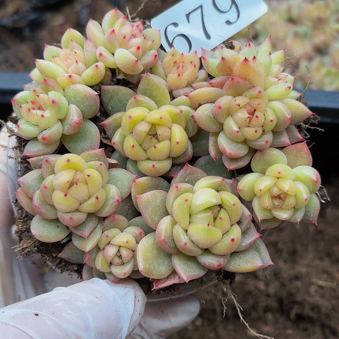 多肉植物多肉植物679