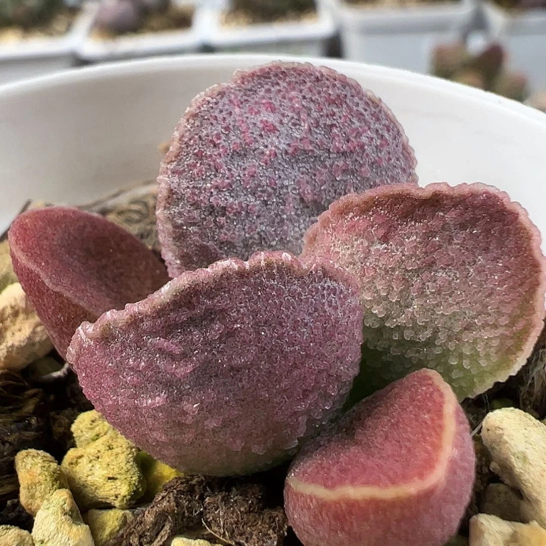 茶 渐变色倒刺款实生新品