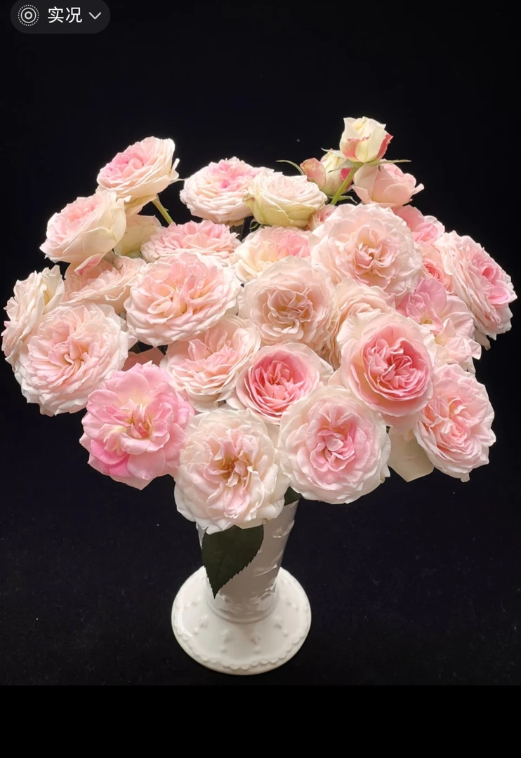 【探花甄选】花间公主稀有/多头玫瑰 云南基地直发两单顺丰