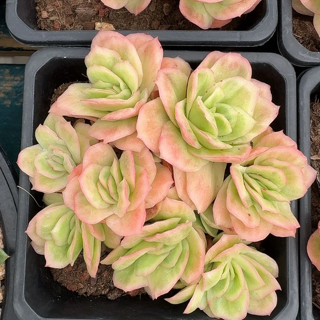 从前慢多肉编号冰玫瑰锦小号