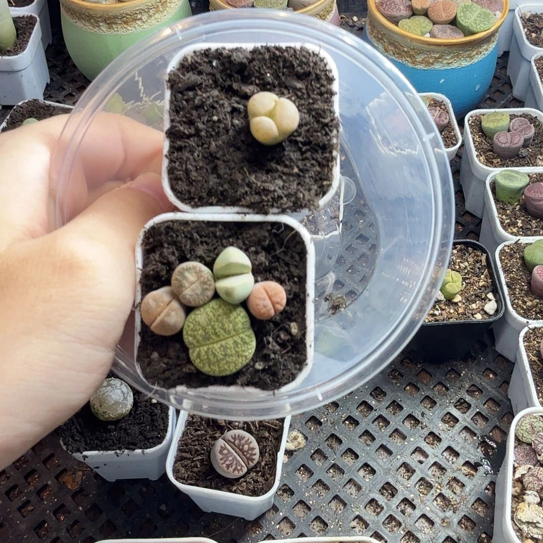 夏***雨多肉植物的生长发育60