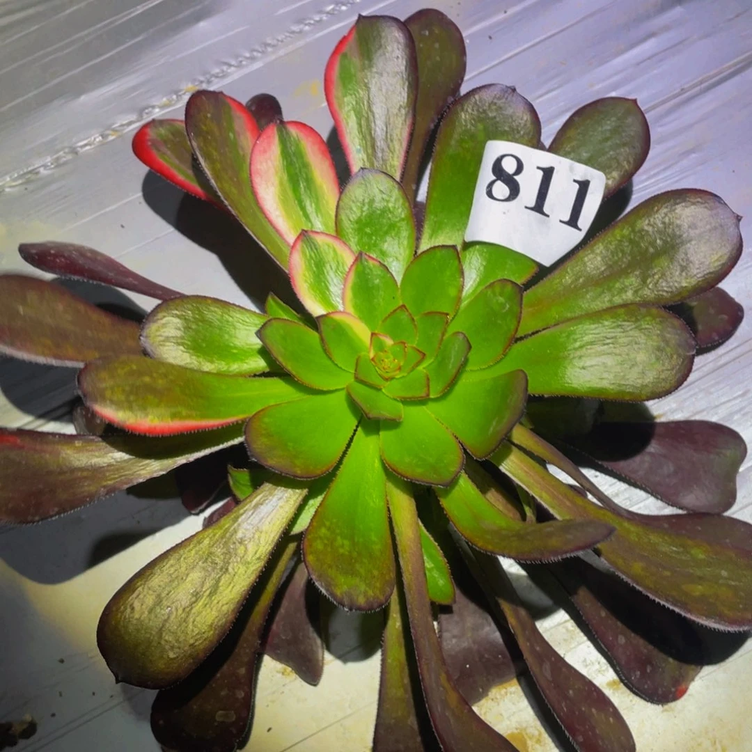 花蝴蝶多肉植物811