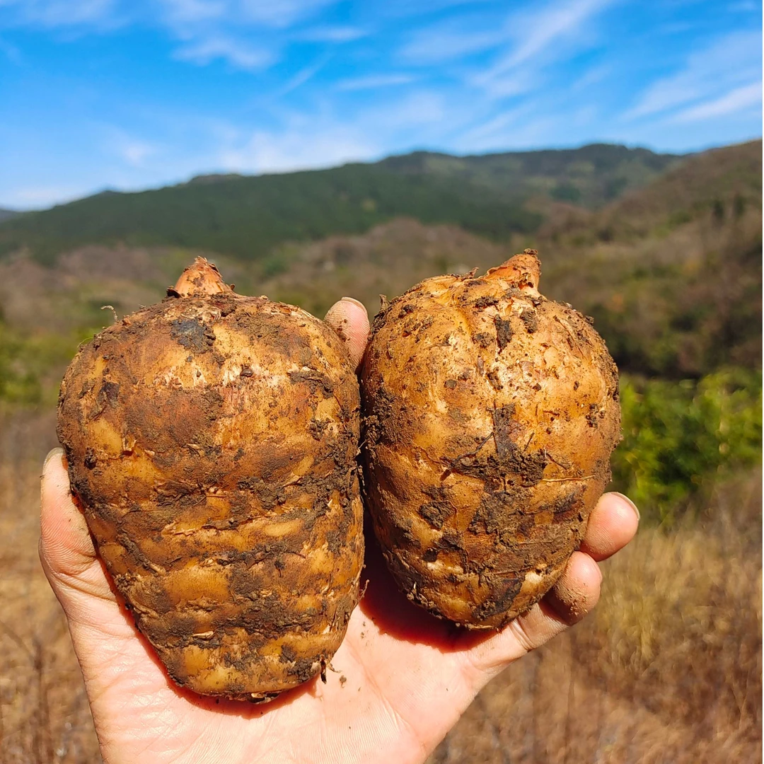 正宗云南新鲜天麻仿野生老品种乌天麻坏果包赔云南昭通小草坝天麻