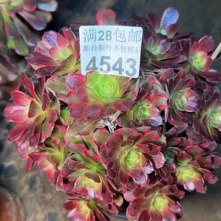 4543安娜多肉植物