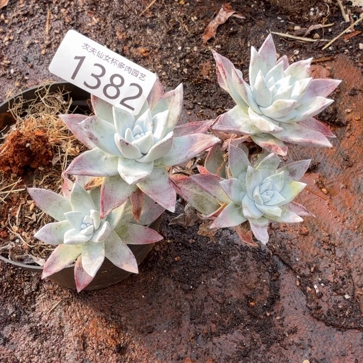 3代杂交仙女杯多肉福利