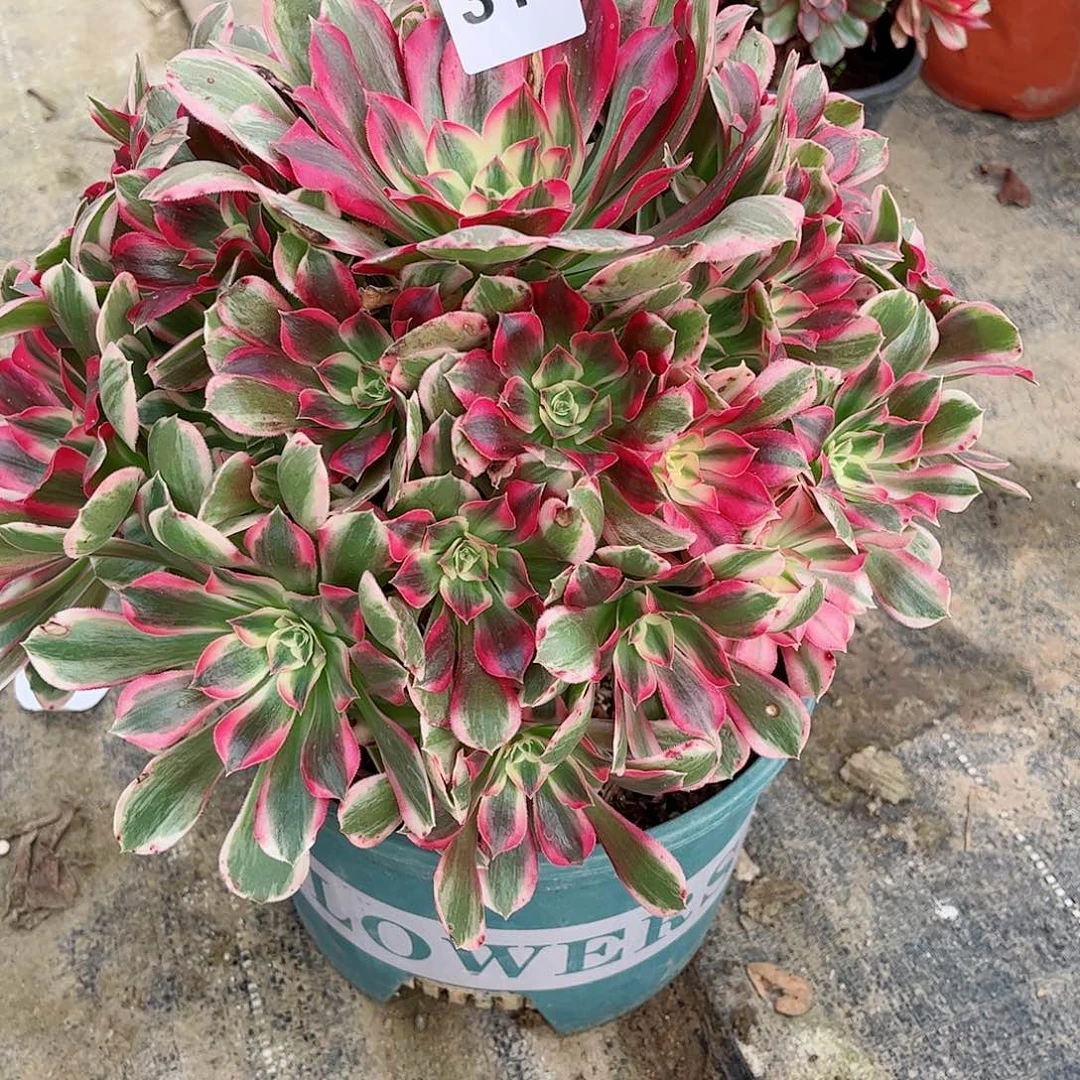 无花朵喜****。多肉植物316