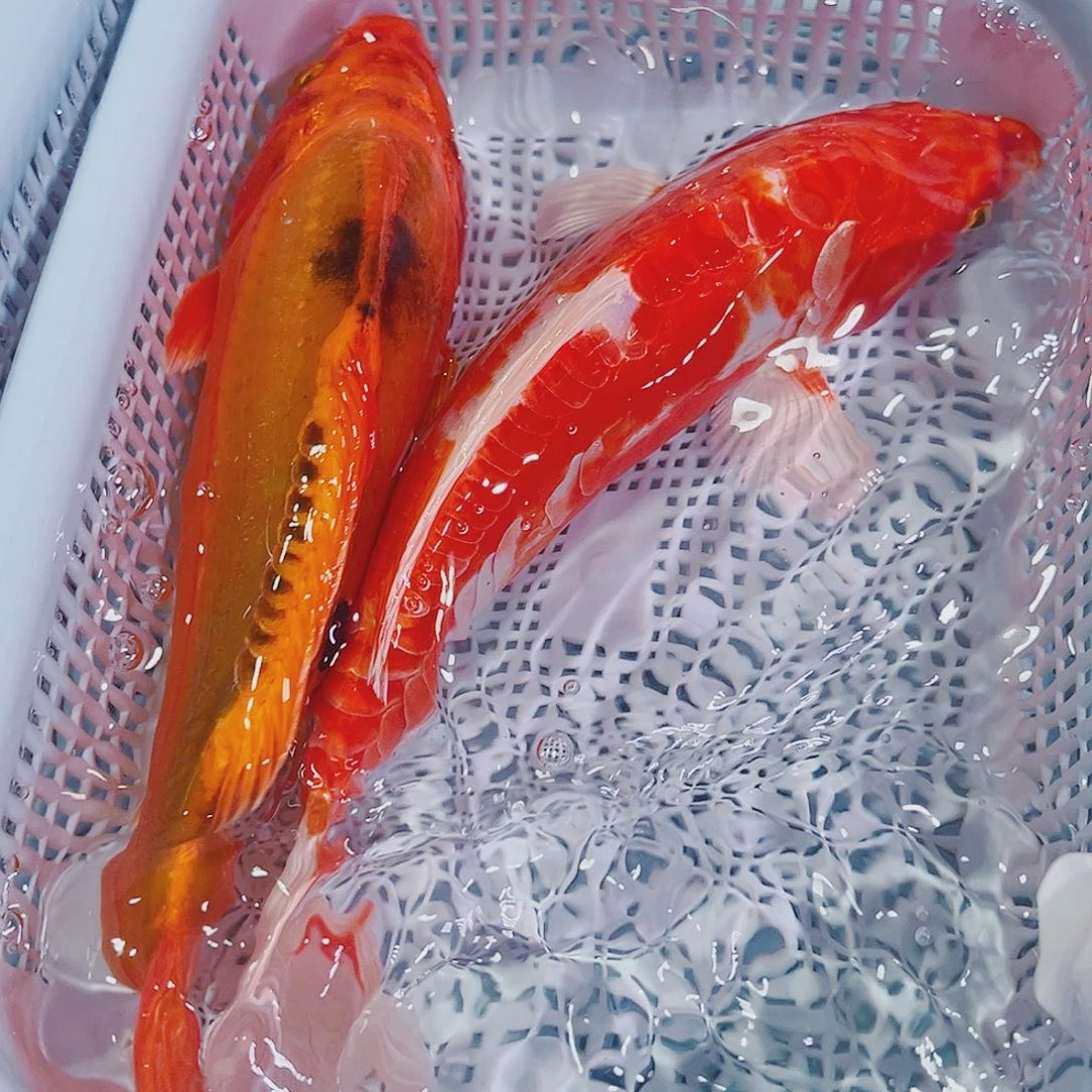 海水鱼锦鲤冷水鱼126