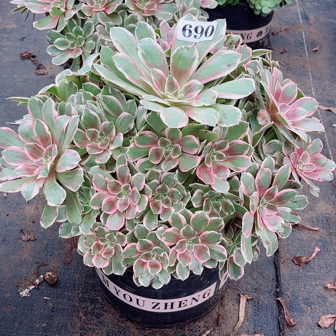无花朵花*子多肉植物690浣纱