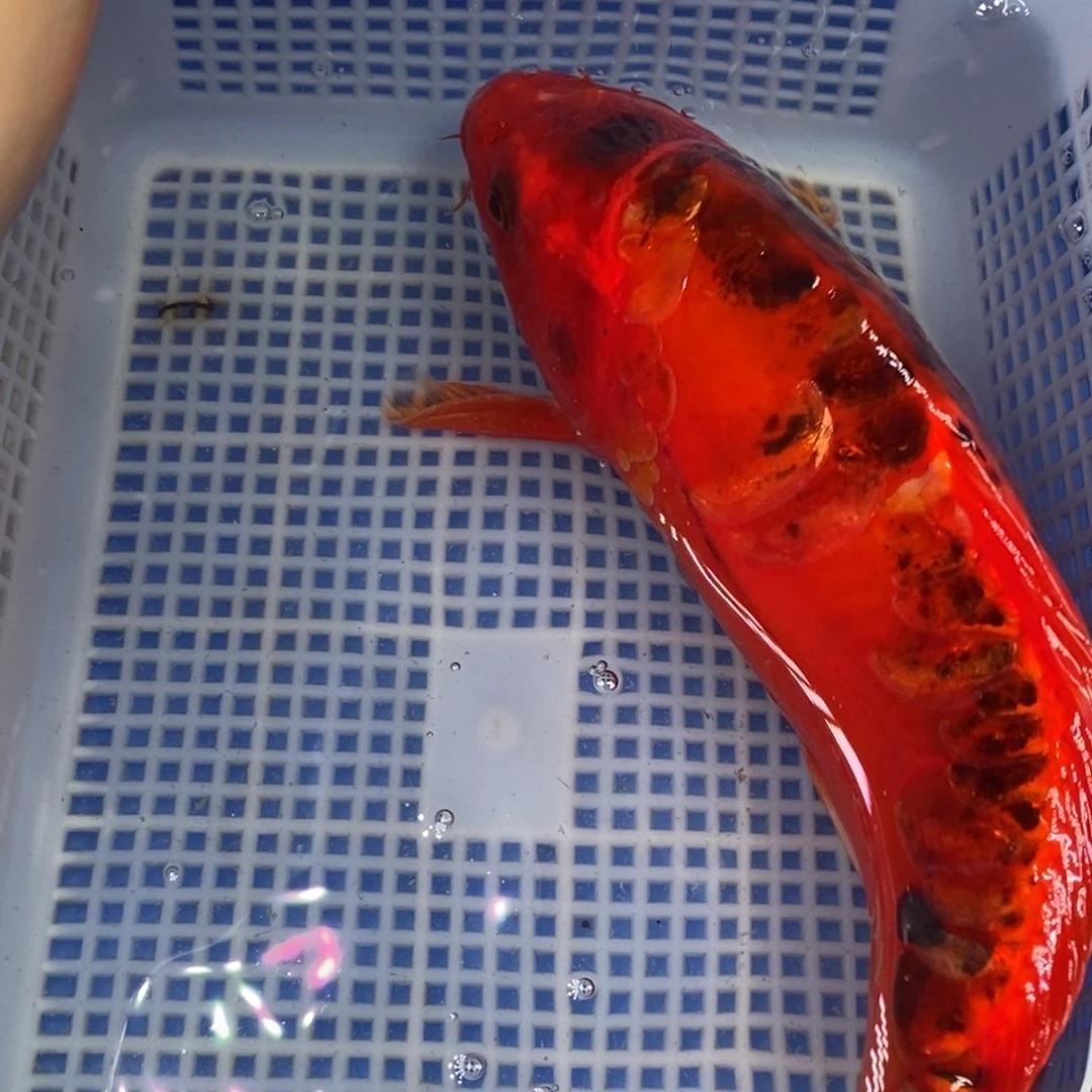 锦鲤冷水锦鲤包邮