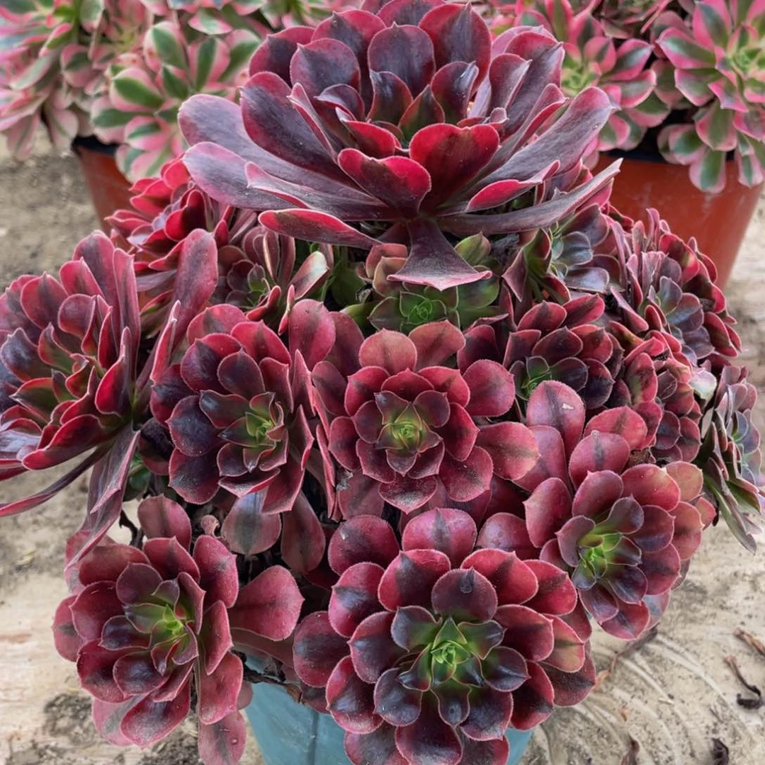 561美杜莎精品法师多肉