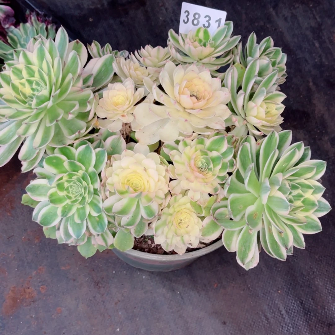 伊丽莎白多肉发货