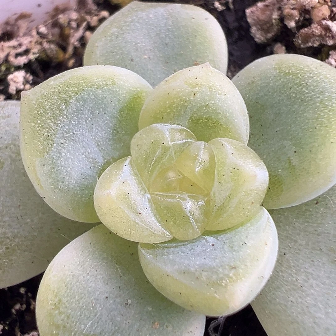 灯泡财富一物一拍