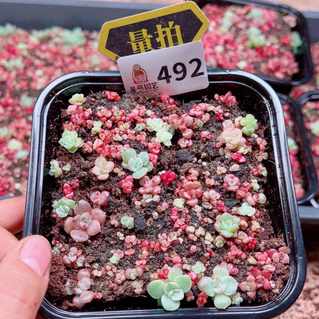 多肉植物多肉植物