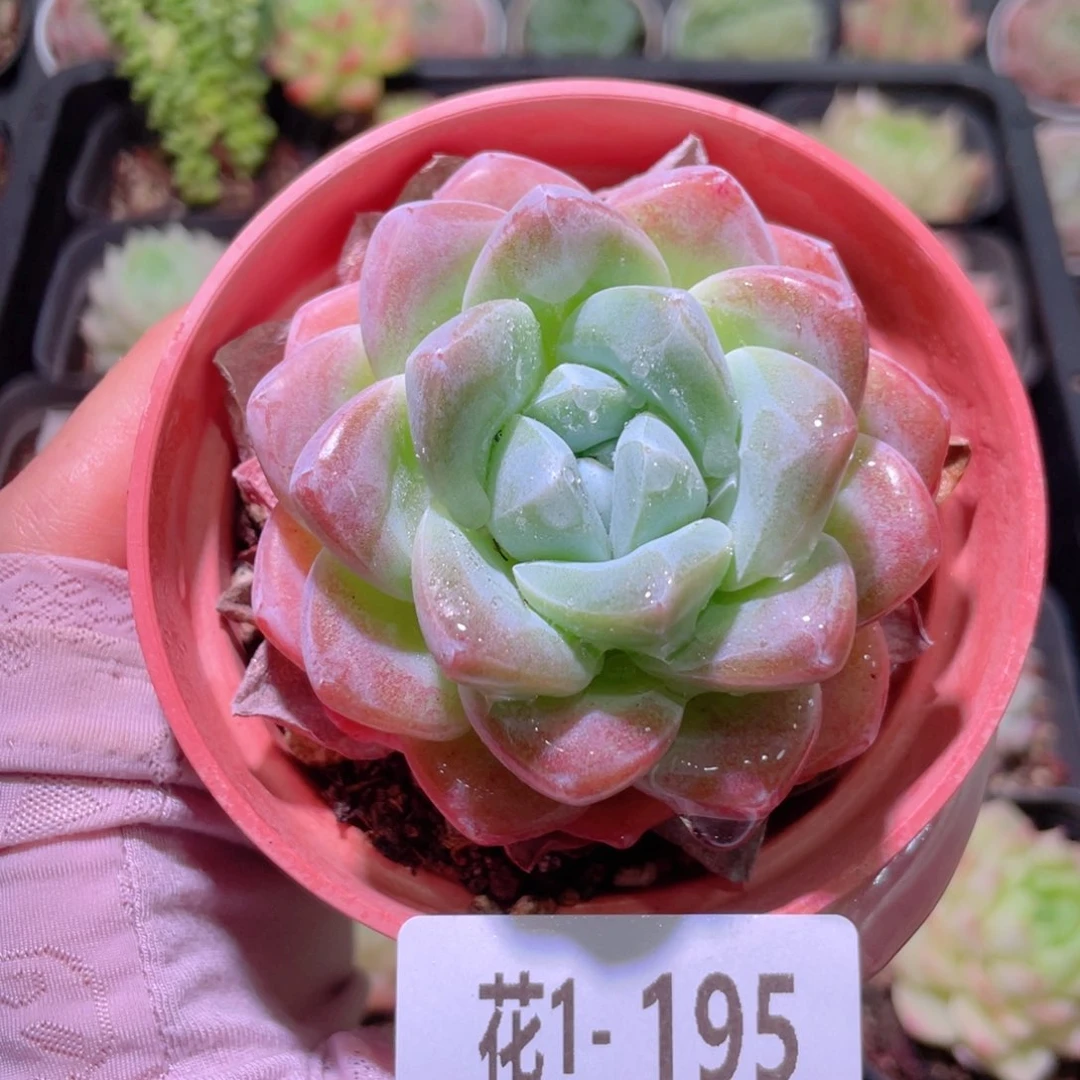 花利美1-195冰玉