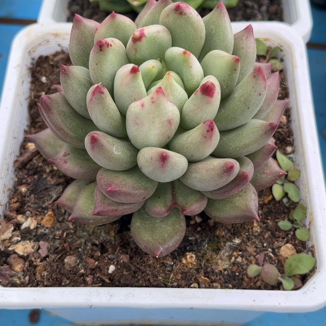岩子多肉植物单头443