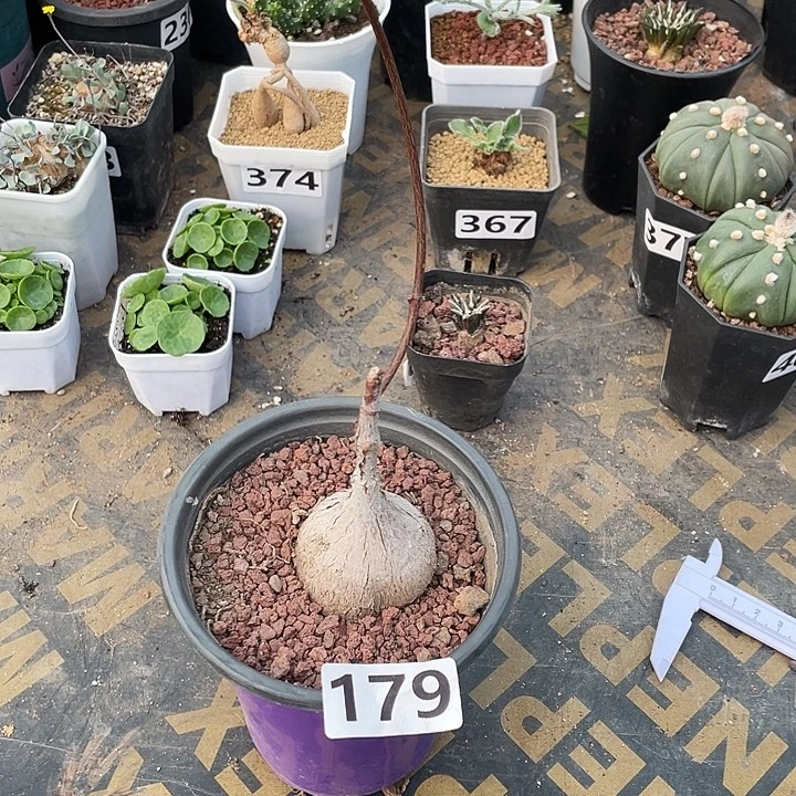 179紫背箩魔块根，