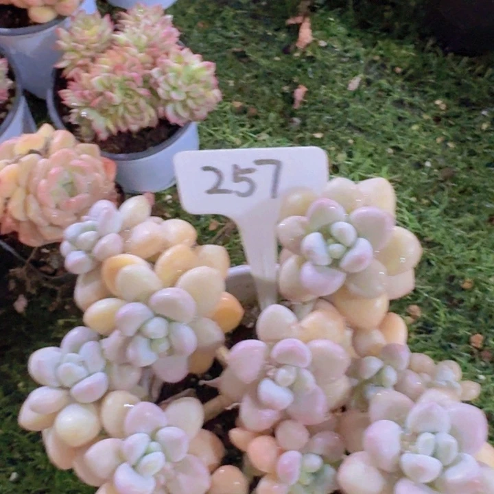 健健康康平平安安