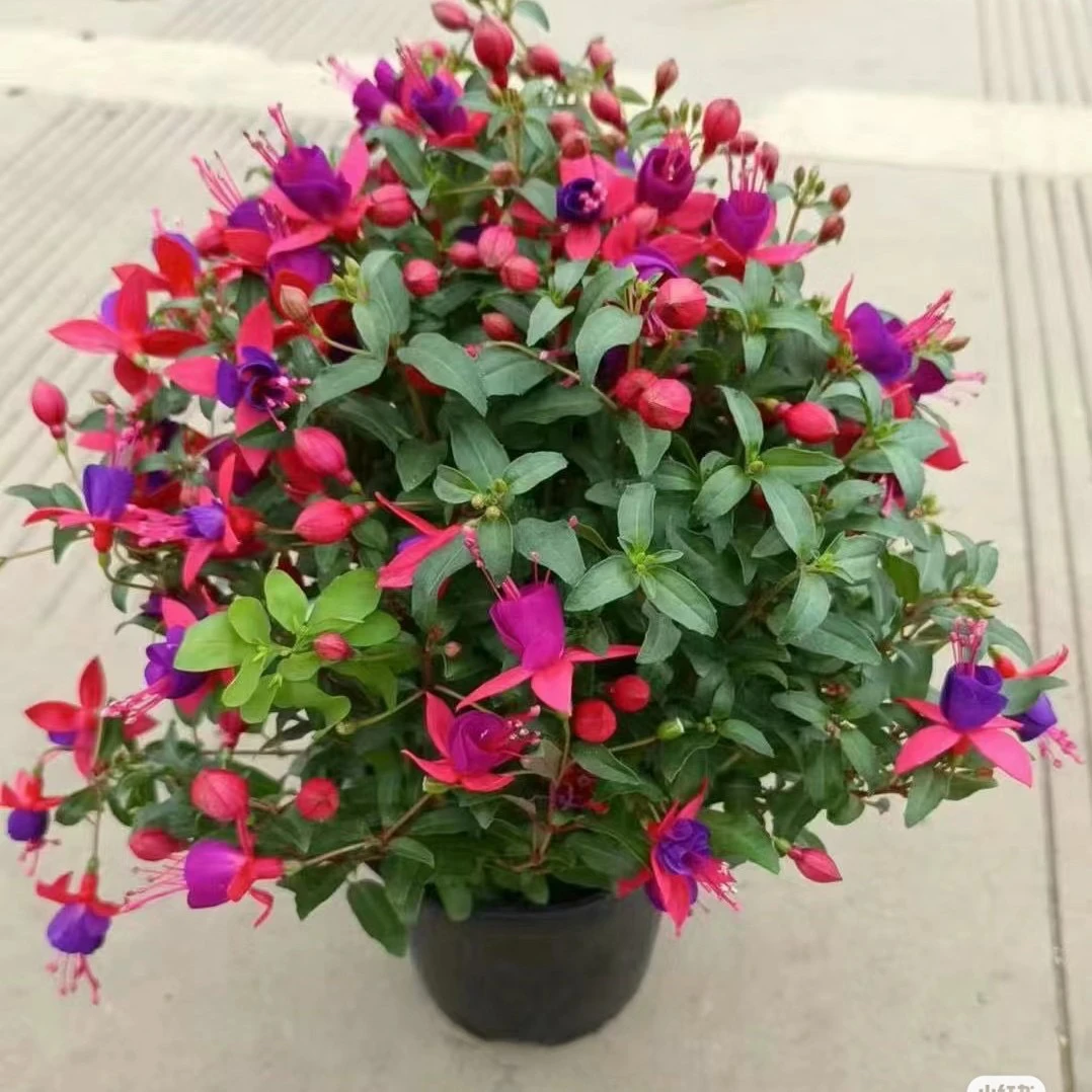 倒挂金钟 紫气东来基地直发 介意少量掉花苞和少量折枝的慎拍