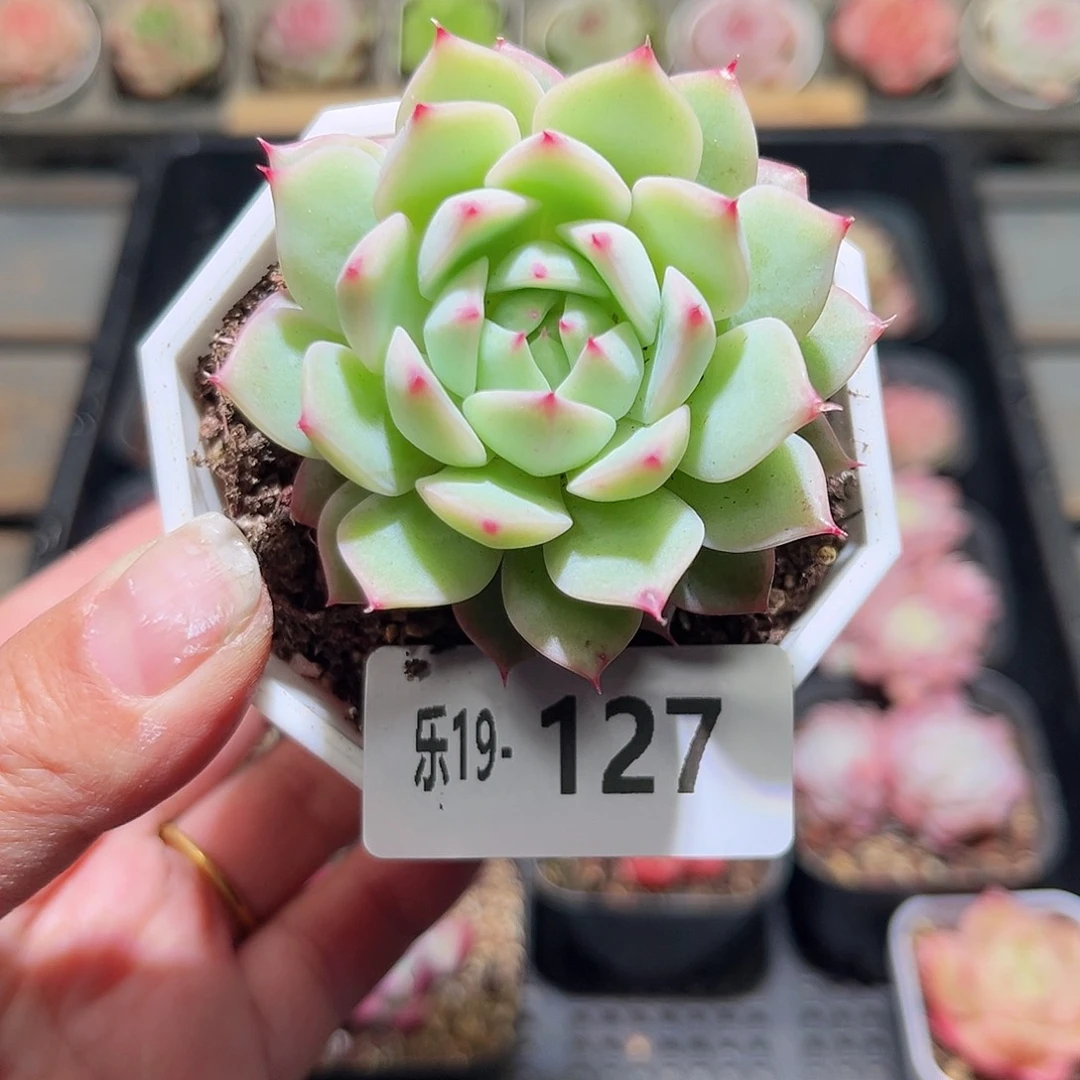 木乐19-127蒂比单头