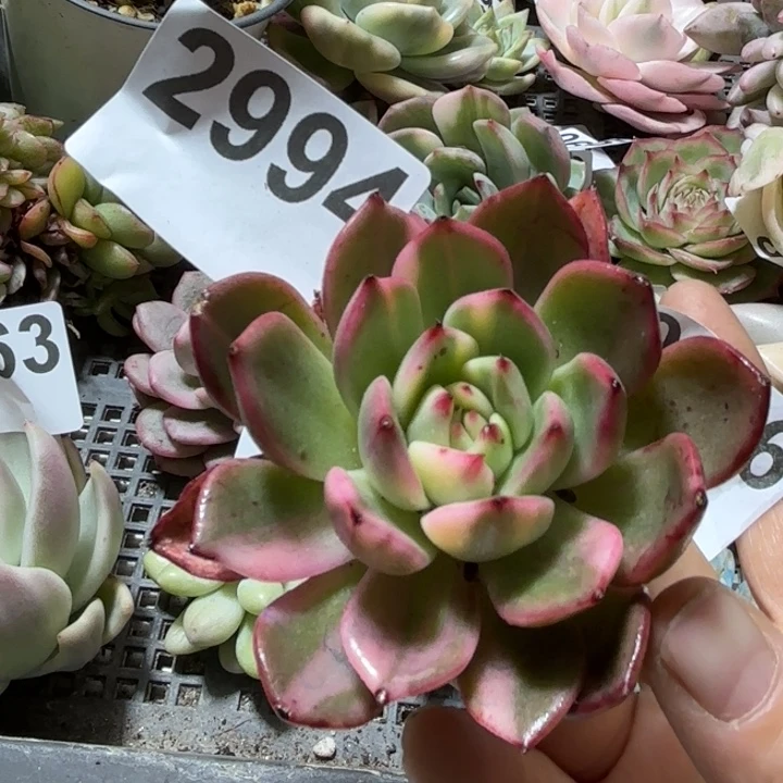 弗朗明戈锦多肉植物18包邮当场凑单