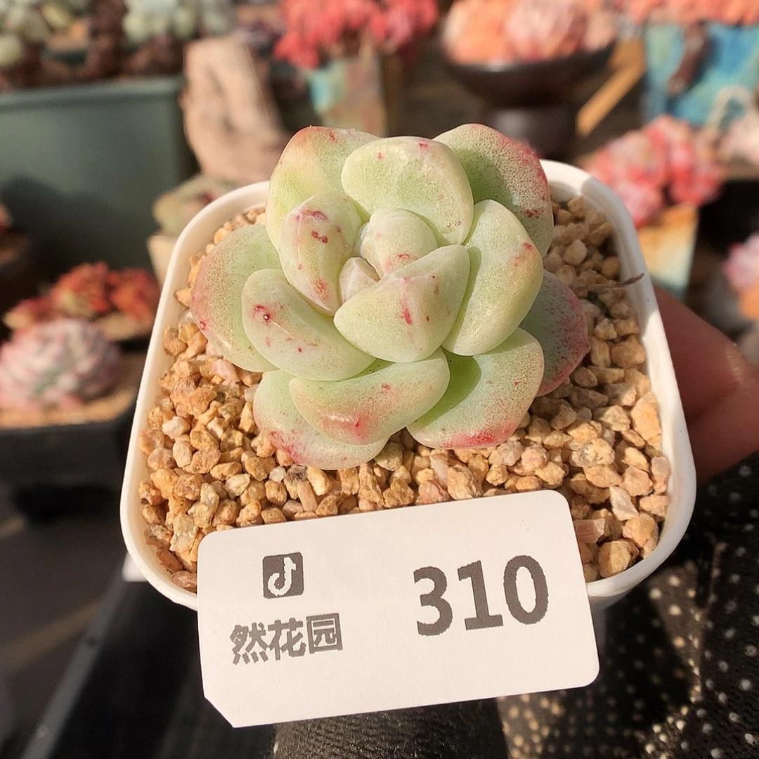 310冰玉石化多肉植物