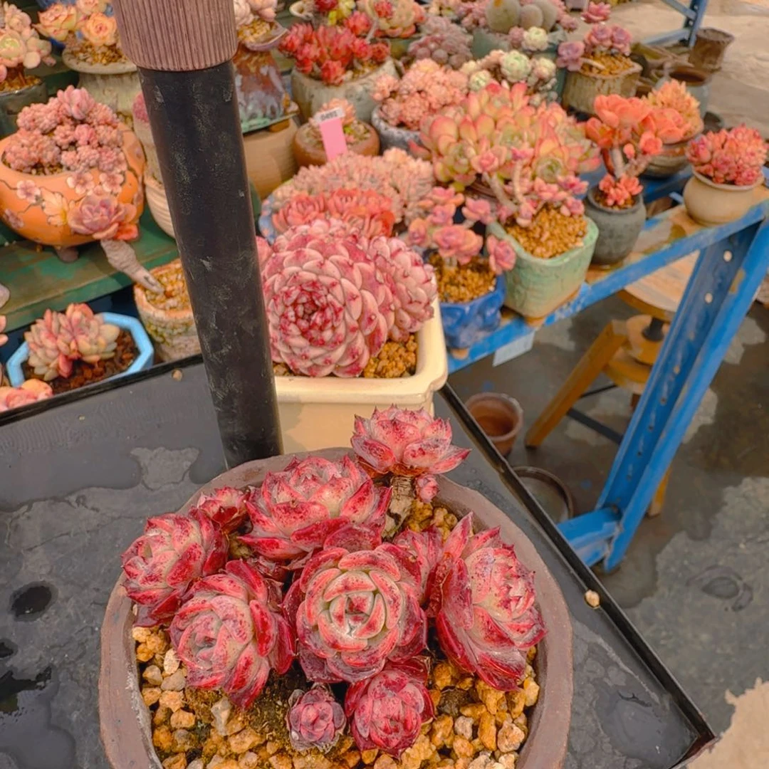 一图一物拍不退不换满68包顺丰