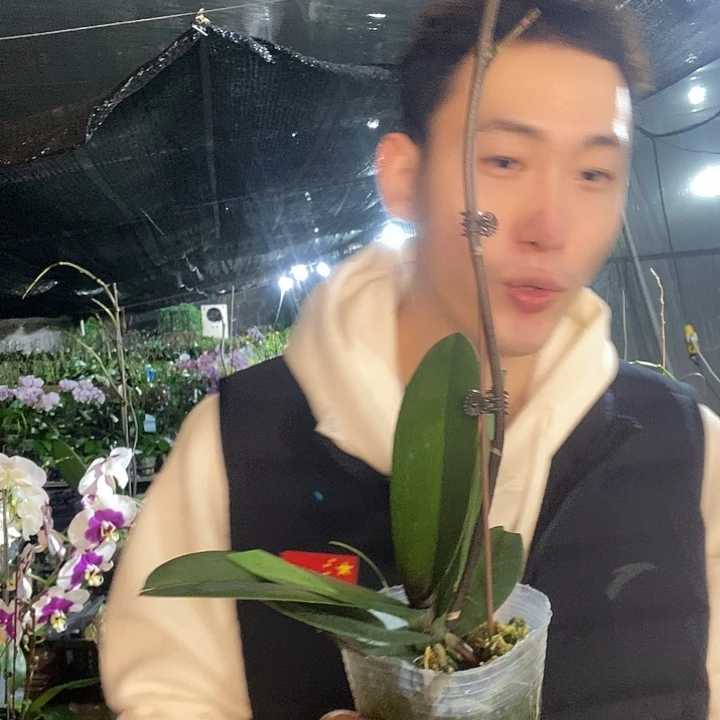 无花朵霞光蝴蝶兰