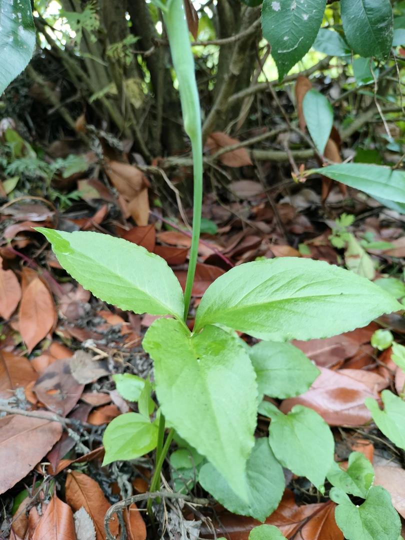 贵州大山里面的山货