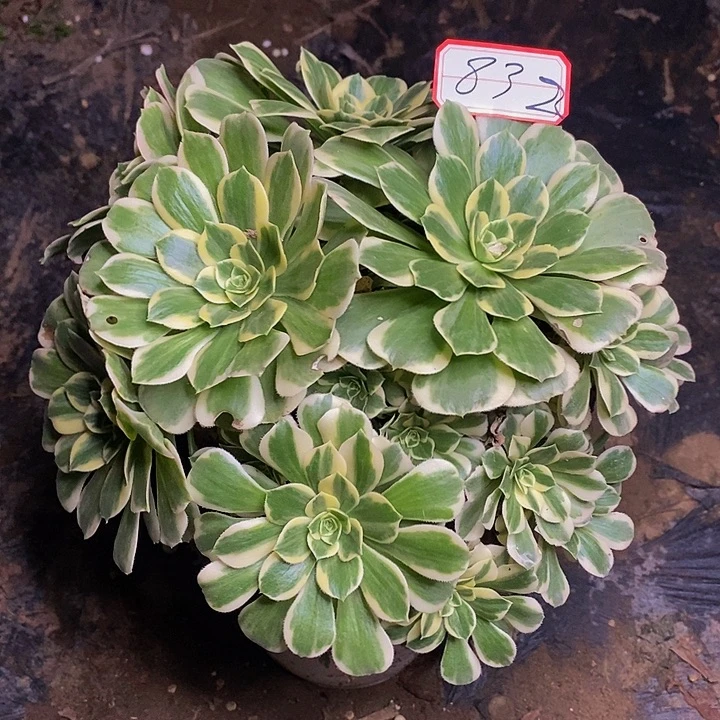 迈巴赫老桩捧花832号