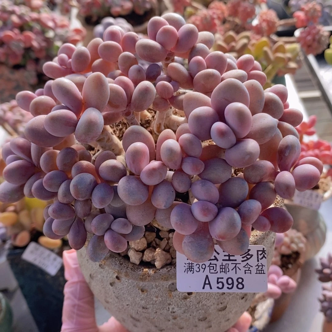 糖果桃蛋老桩13cm598多肉植物