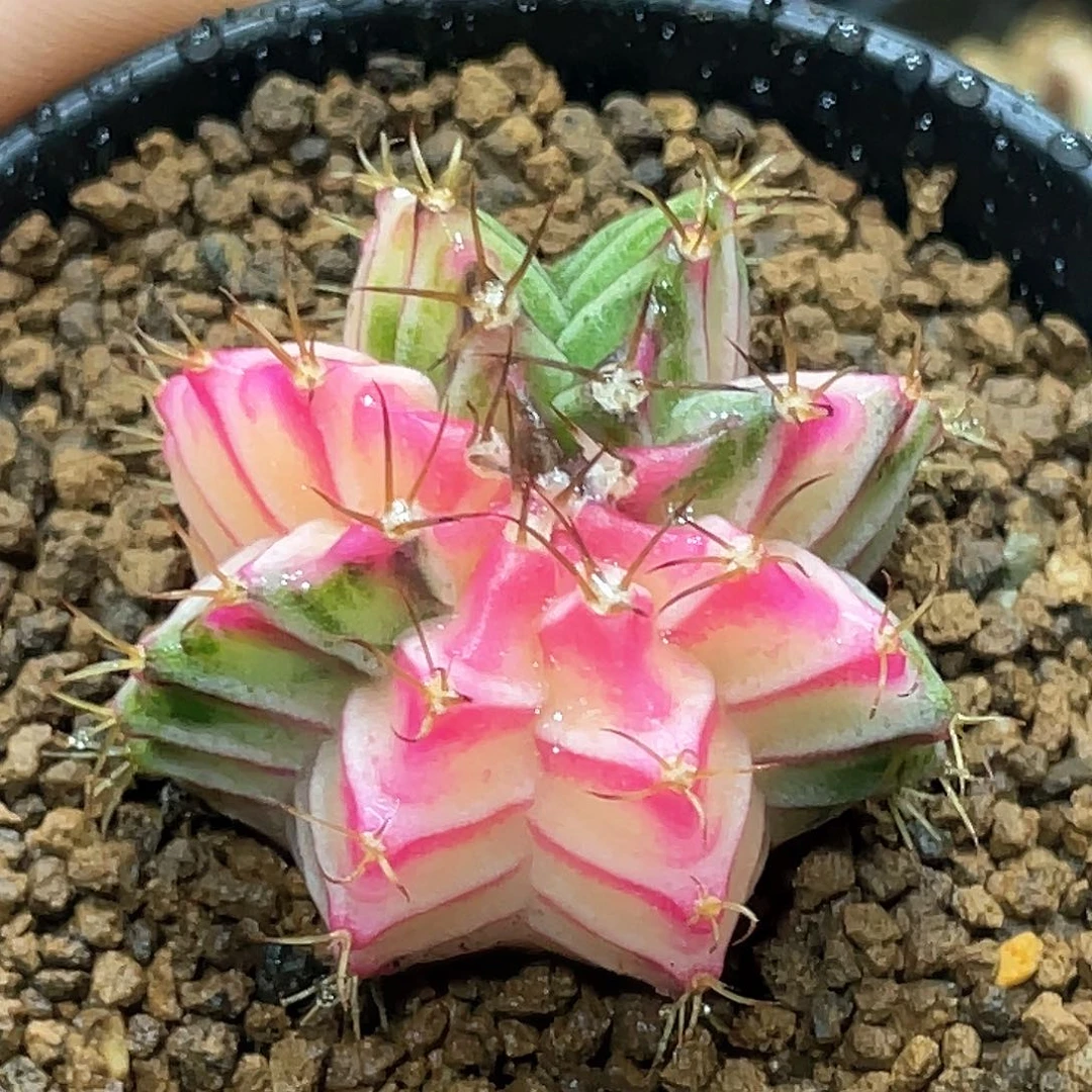 泰系实生，白锦粉V纹